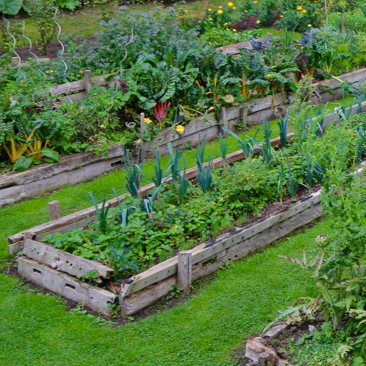 Consociação de plantas para a sua horta ou jardim 