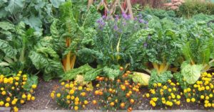 Consociação de plantas para a sua horta ou jardim