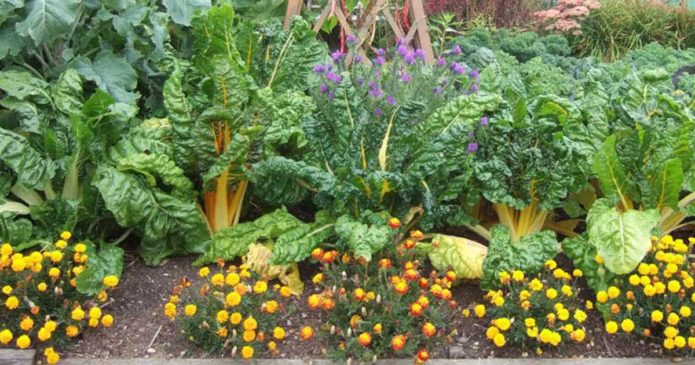 Consociação de plantas para a sua horta ou jardim