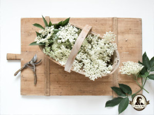 Tratamentos caseiros com flor de sabugueiro