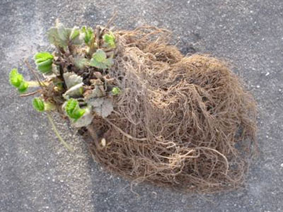Como separar as raízes das plantas sem as danificar
