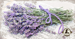 Perfume caseiro de alfazema
