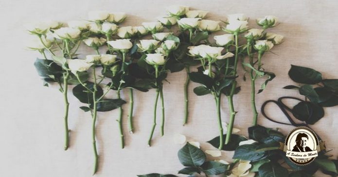 Propriedades e indicações terapêuticas - Rosas