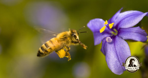Flores que atraem abelhas