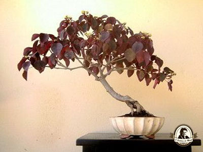 Euphorbia cotinifolia L.