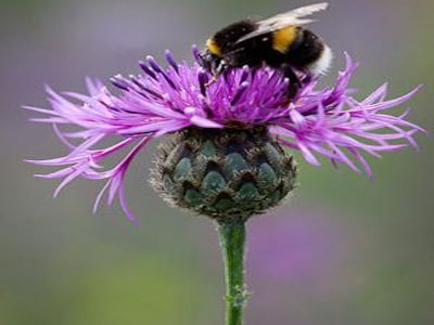 Saiba como pode ajudar a combater a extinção das abelhas