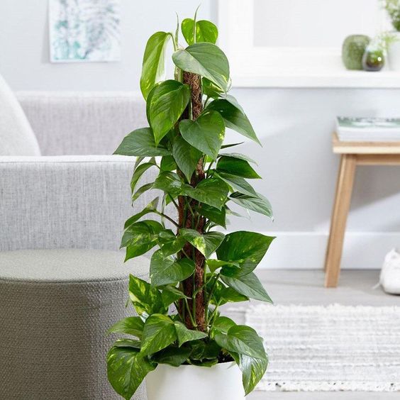 Aprenda a purificar facilmente o ar de sua casa com plantas