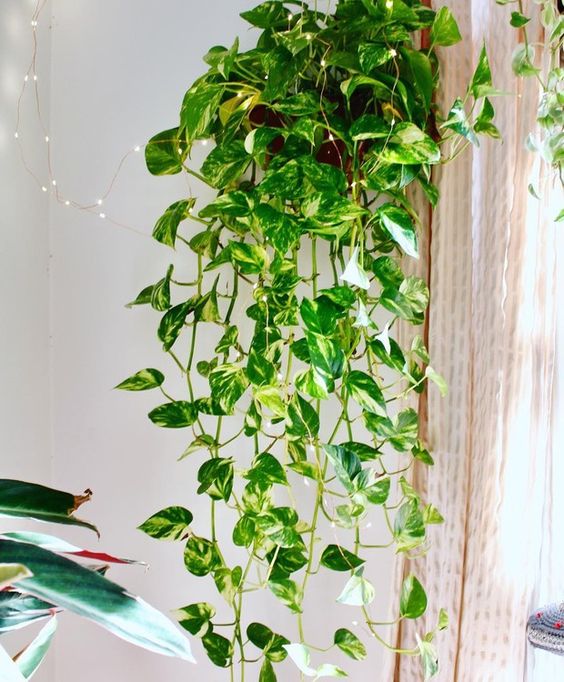 Aprenda a purificar facilmente o ar de sua casa com plantas
