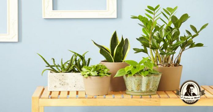 Purifique o ar de sua casa com plantas