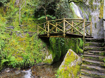 Conhece a verdadeira floresta portuguesa?