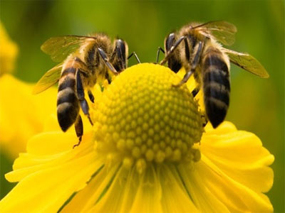 Como ajudar a combater a extinção das abelhas