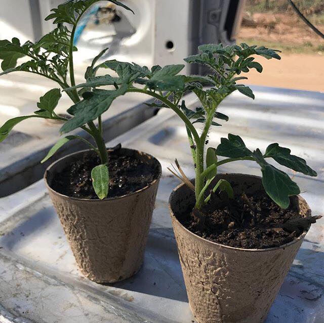 Aprenda a cultivar tomates em vasos