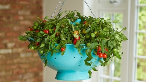 Aprenda a cultivar tomates em vasos