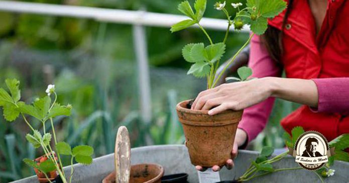 Aprenda a plantar morangos na sua varanda