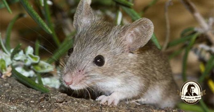 Livre-se das pragas de ratos sem recorrer a químicos
