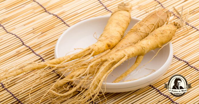 Benefícios do consumo regular de raiz de Ginseng