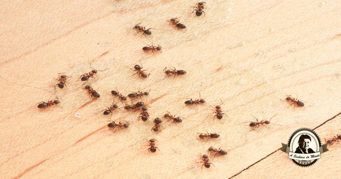 Repelentes naturais para afastar formigas