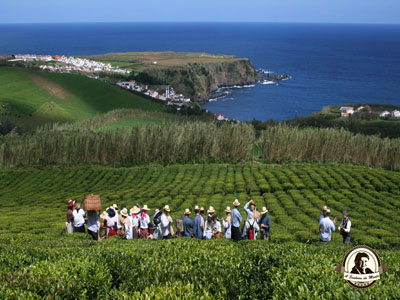 Plantação de chá Açores