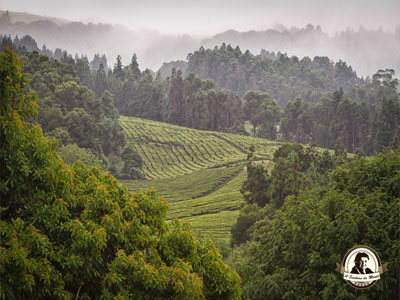 Plantações de chá Gorreana - Açores