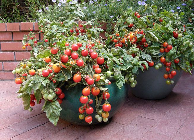 Frutas e vegetais que pode plantar em vasos