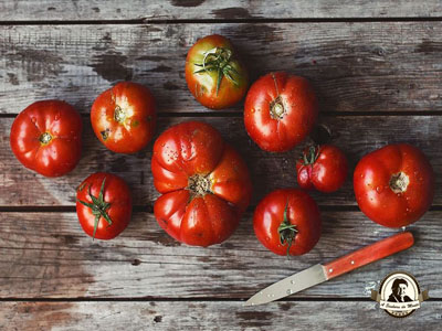 Como plantar tomates