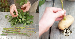 Aprenda a propagar roseiras em batatas