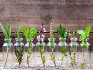 Aromáticas que podem ser cultivadas o ano inteiro só com água