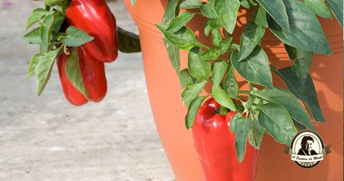 Aprenda a cultivar pimentos em vasos