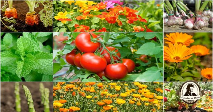 Aprenda que plantas são companheiras dos tomates