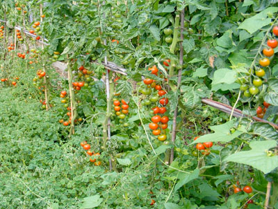 Aprenda que plantas são companheiras dos tomates