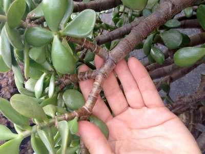 Aprenda a propagar facilmente plantas de jade