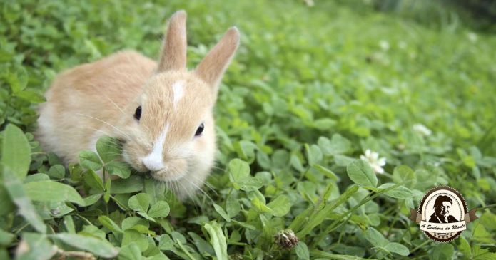 Como controlar os ataques de coelhos à sua horta