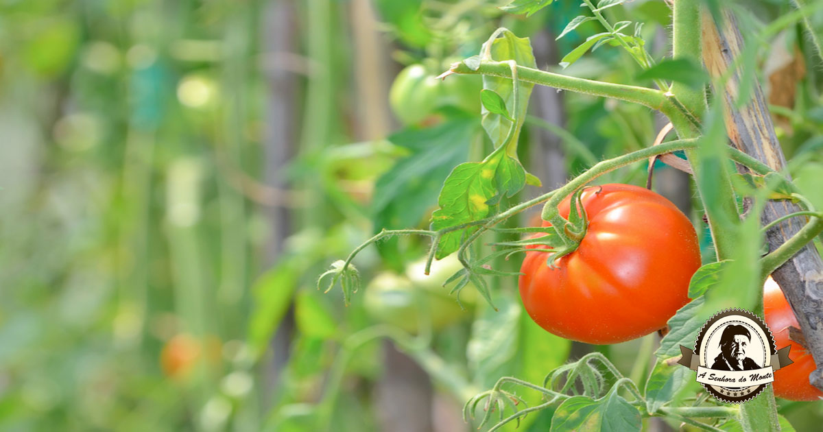 Os tomateiros têm de ser podados - saiba como e porquê!