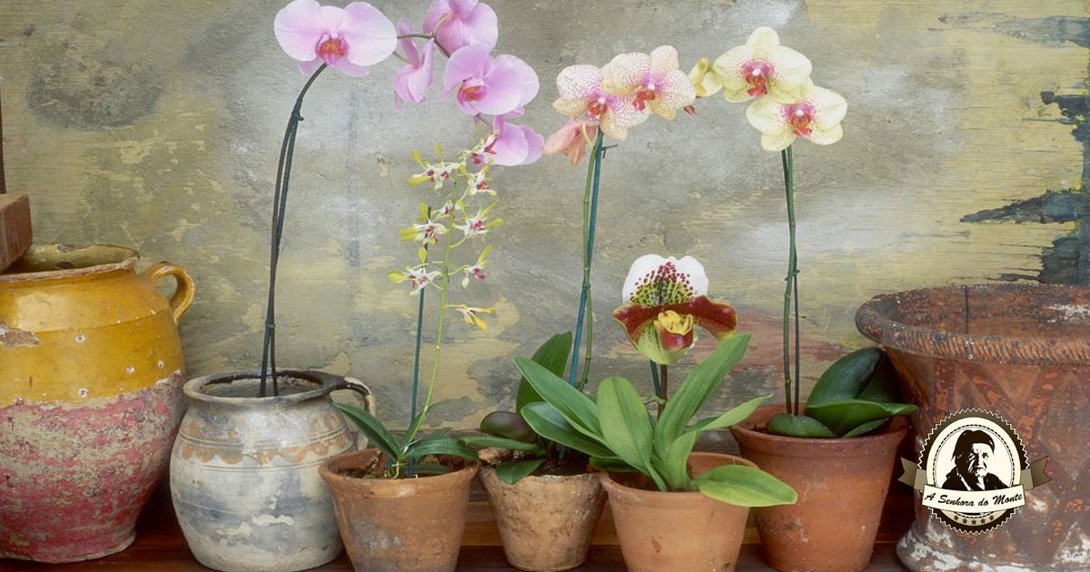 Aprenda o que fazer para que as suas orquídeas voltem a florir!