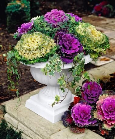 Couve ornamental - Já conhece esta novidade original para o seu jardim?