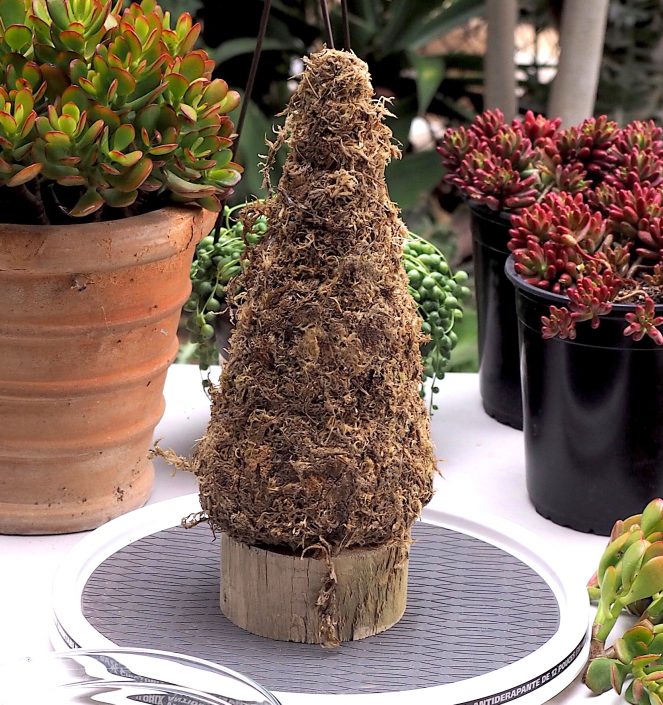 Aprenda a fazer uma árvore de Natal original feita com suculentas