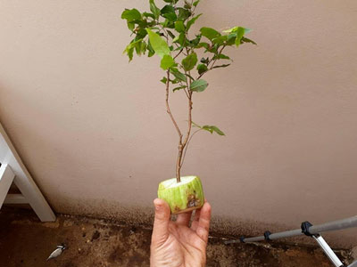 Aprenda a propagar galhos de árvores cítricas em chuchus!