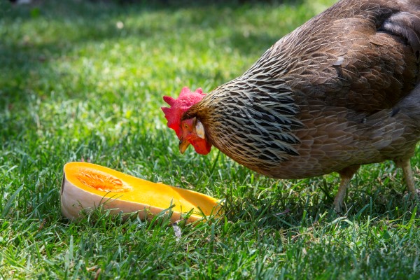 Saiba que alimentos pode dar às suas galinhas para ter mais ovos