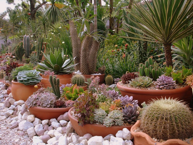 Sabe o que são cactos do deserto? Aprenda a cuidar destas plantas!