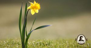Narcisos - Uma planta cheia de propriedades medicinais!