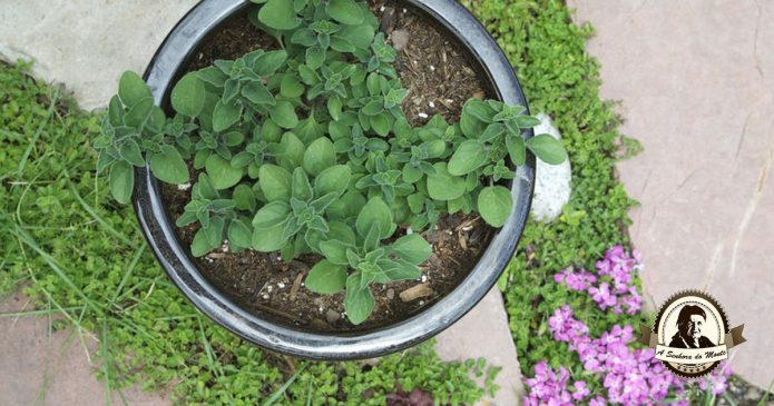 Aprenda algumas dicas para plantar orégãos