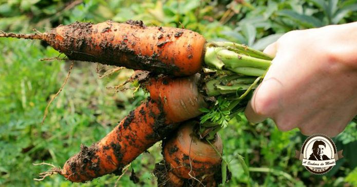 Aprenda algumas dicas essenciais para plantar cenouras