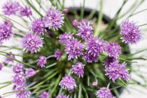 Cebolinho - Aprenda a plantar e a cuidar desta erva aromática