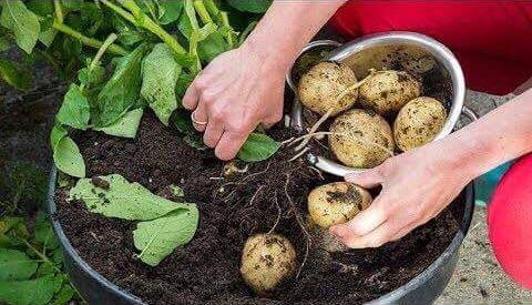 Sabia que pode plantar batatas na sua varanda dentro de um balde?