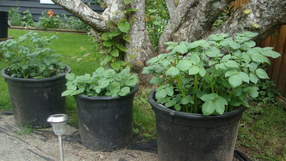 Sabia que pode plantar batatas na sua varanda dentro de um balde?