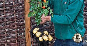Sabia que pode cultivar tomates e batatas numa só planta?