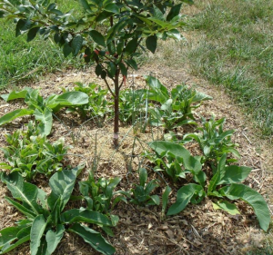 Melhore o crescimento das árvores de fruto com outras plantas!
