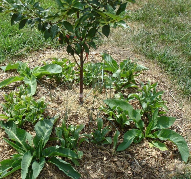 Melhore o crescimento das árvores de fruto com outras plantas!