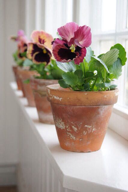 Amores-perfeitos - Aprenda a plantar e a cuidar das suas flores!