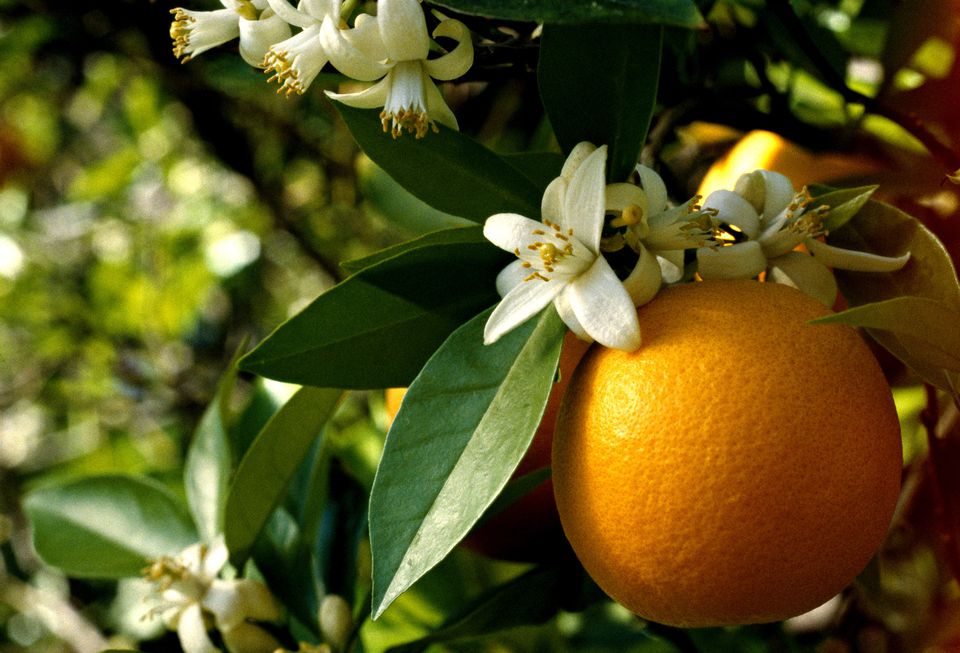 Aprenda a fazer água de flores de laranjeira